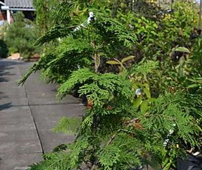 cypřišek - Chamaecyparis lawsoniana 'Ivonne'.