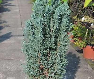 cypřišek - Chamaecyparis lawsoniana 'Snow White'