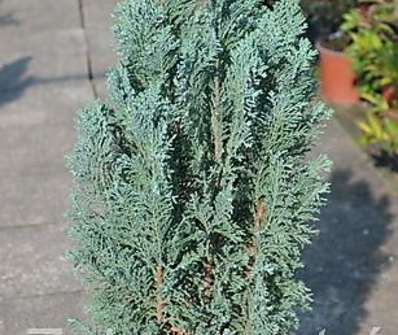 cypřišek - Chamaecyparis lawsoniana 'Snow White'