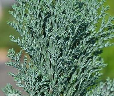 cypřišek - Chamaecyparis lawsoniana 'Snow White'