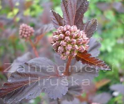 tavola - Physocarpus opulifolius 'Diabolo'