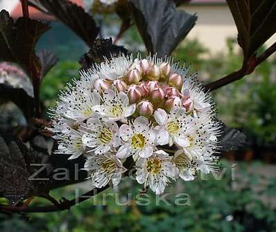 tavola - Physocarpus opulifolius 'Diabolo'