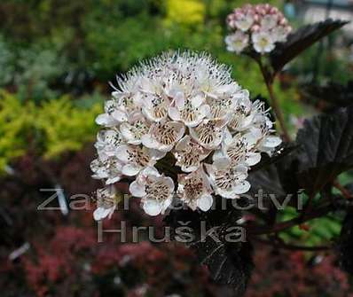 tavola - Physocarpus opulifolius 'Diabolo'