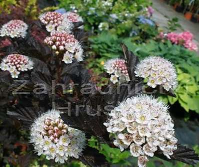 tavola - Physocarpus opulifolius 'Diabolo'