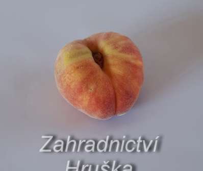 Broskvoň Sandwich Gelb