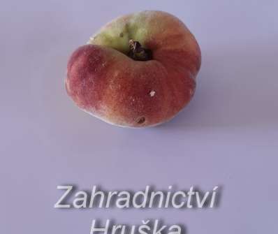Broskvoň Sandwich Gelb