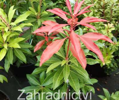 Pieris japonica 'Carnaval'