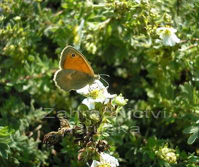 mochna - Potentilla fruticosa 'Alba'