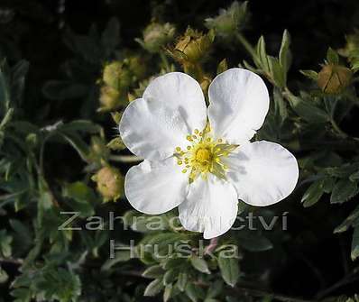 mochna - Potentilla fruticosa 'Alba'