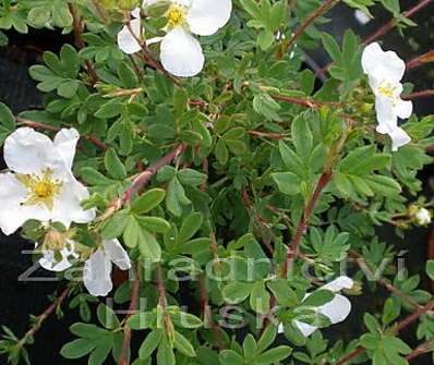 mochna - Potentilla fruticosa 'Alba'