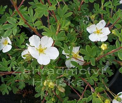 mochna - Potentilla fruticosa 'Alba'
