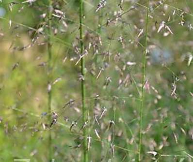 Eragrostis trichoides