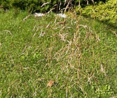 metlice - Deschampsia caespitosa 'Pálava'