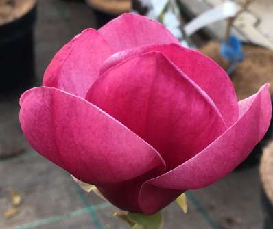 šácholan - Magnolia 'Genie'