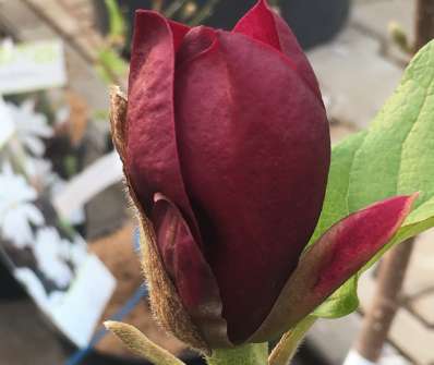 šácholan - Magnolia 'Genie'