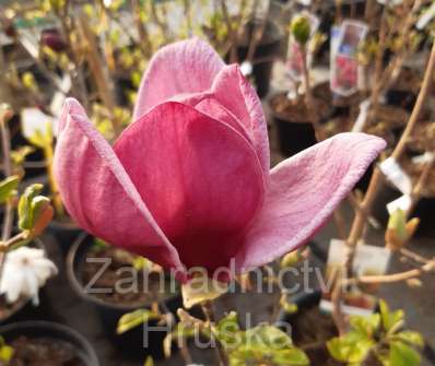 šácholan - Magnolia 'Genie'