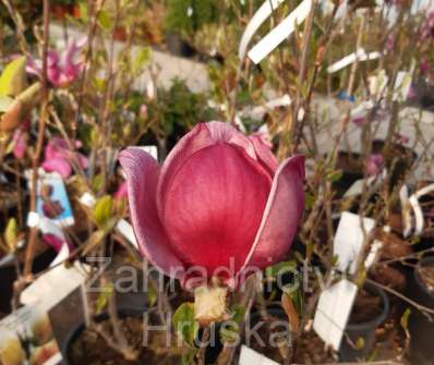 šácholan - Magnolia 'Genie'