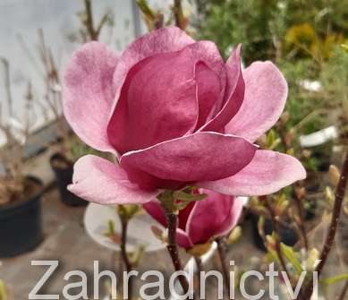 šácholan - Magnolia 'Genie'