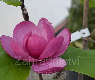 šácholan - Magnolia 'Black Tulip'