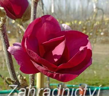 šácholan - Magnolia 'Black Tulip'
