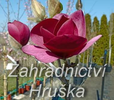 šácholan - Magnolia 'Black Tulip'
