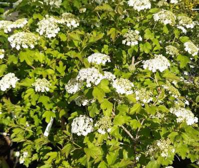 kalina - Viburnum opulus 'Compactum'