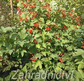 kalina - Viburnum opulus 'Compactum'