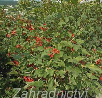 kalina - Viburnum opulus 'Compactum'