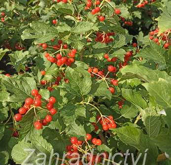 kalina - Viburnum opulus 'Compactum'