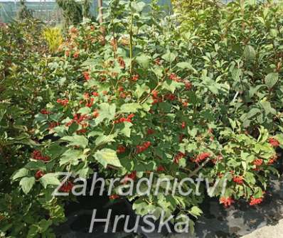 kalina - Viburnum opulus 'Compactum'