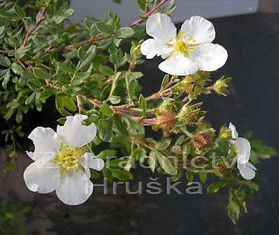 mochna - Potentilla fruticosa 'Abbotswood'