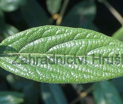 kalina - Viburnum pragense
