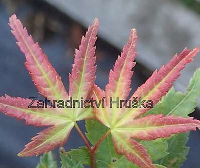 javor - Acer palmatum 'Little Princess´