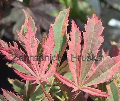 javor - Acer palmatum 'Geisha Gone Wild'