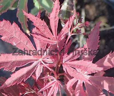 javor - Acer palmatum 'Geisha Gone Wild'