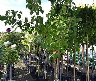 lípa - Tilia cordata 'Winter Orange'