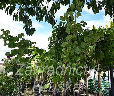 lípa - Tilia cordata 'Winter Orange'