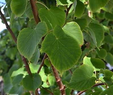 lípa - Tilia cordata 'Winter Orange'