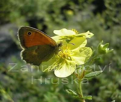 mochna - Potentilla fruticosa 'Goldstar'