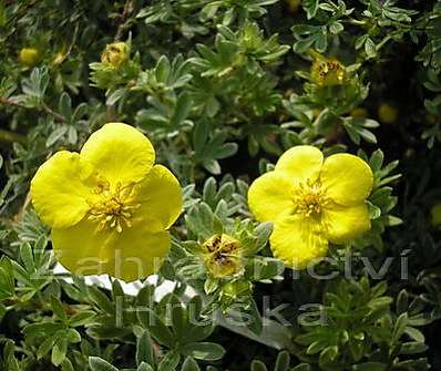 mochna - Potentilla fruticosa 'Goldstar'