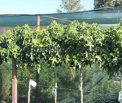 ambroň - Liquidambar styraciflua 'Gumball'.