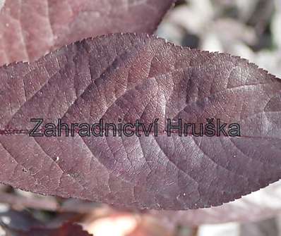 myrobalán - Prunus x cistena