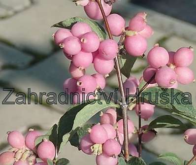 pámelník - Symphoricarpos doorenbosii 'Magic Berry'