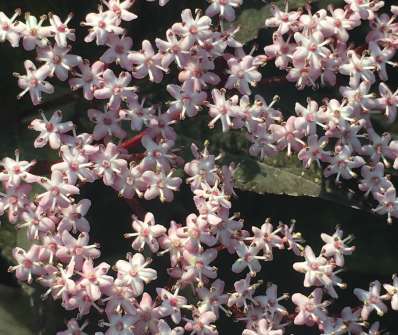 bez černý - Sambucus nigra 'Black Lace'