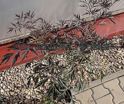 bez černý - Sambucus nigra 'Black Lace'