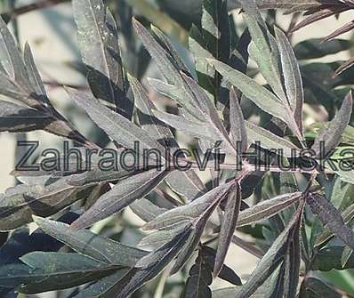 bez černý - Sambucus nigra 'Black Lace'