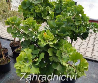 jinan - Ginkgo biloba 'Mariken'