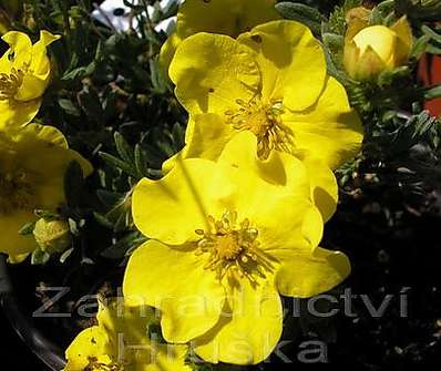 mochna - Potentilla fruticosa 'Goldteppich'.