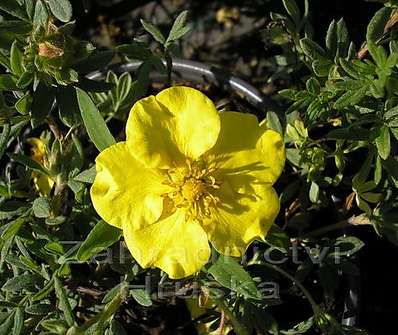 mochna - Potentilla fruticosa 'Goldteppich'.