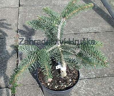 jedle - Abies cephalonica 'Meyer's Dwarf'.